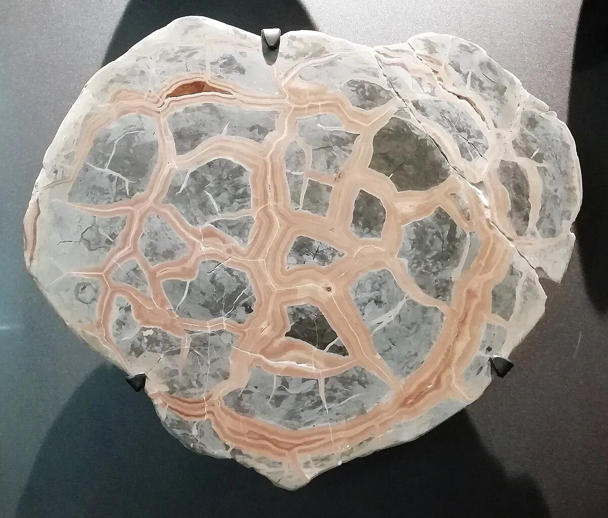 Museum of Prehistory Luigi Donini