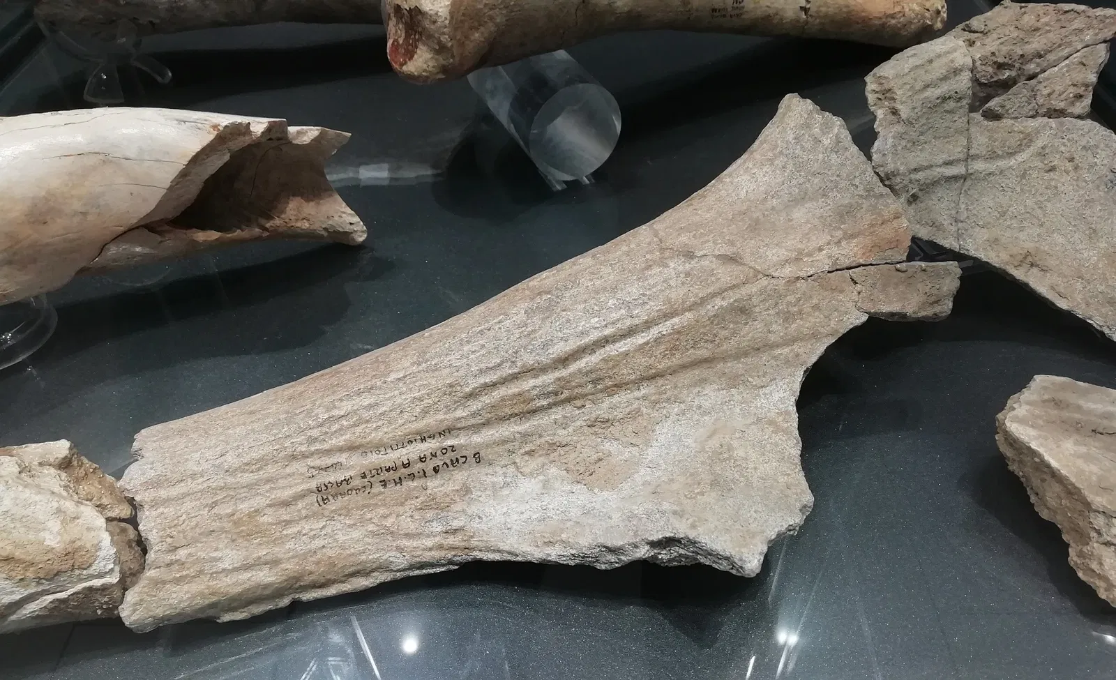 Museum of Prehistory Luigi Donini