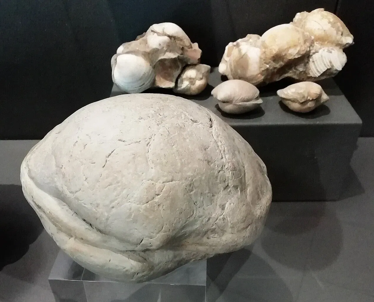 Museum of Prehistory Luigi Donini