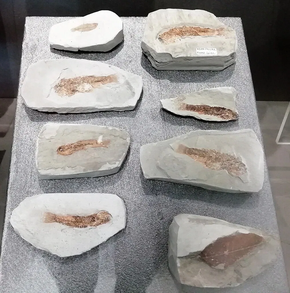 Museum of Prehistory Luigi Donini