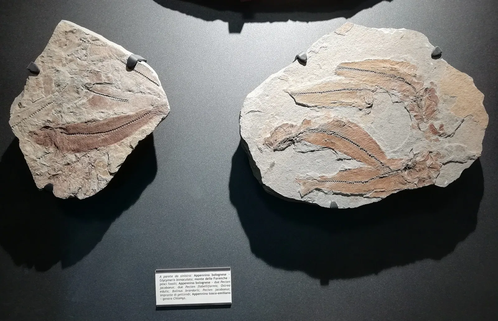 Museo della Preistoria Luigi Donini