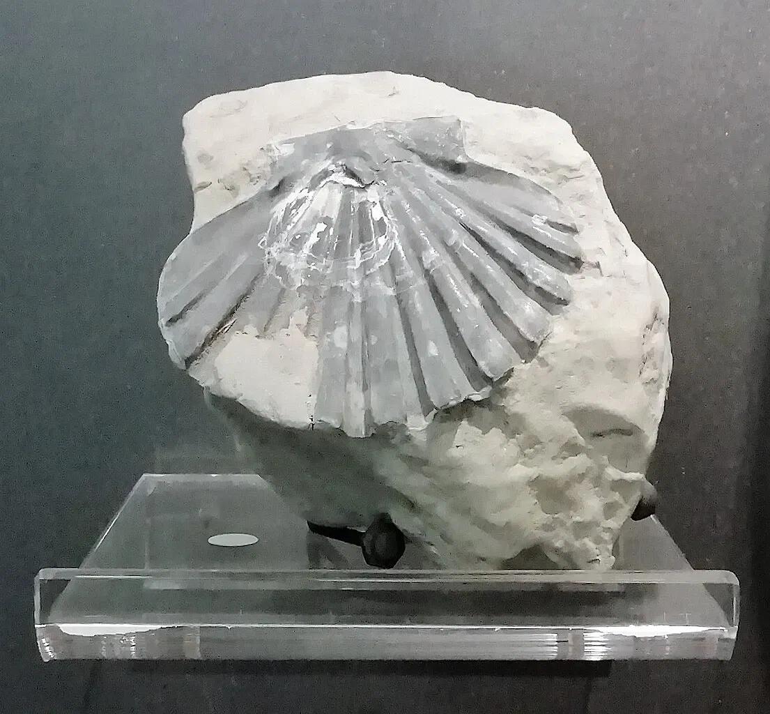 Museum of Prehistory Luigi Donini