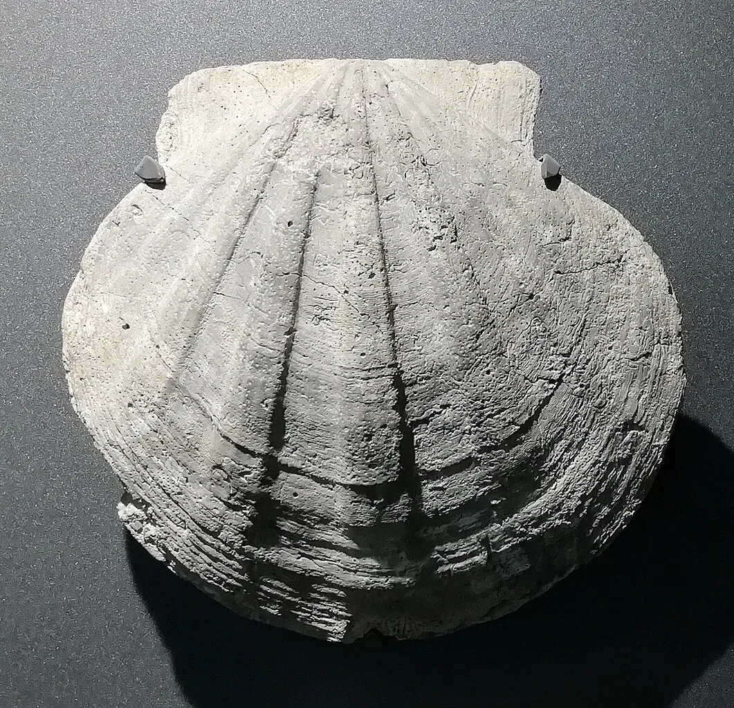 Museum of Prehistory Luigi Donini