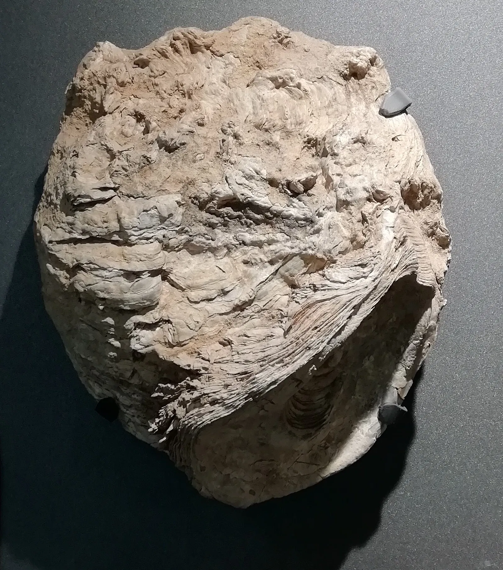 Museum of Prehistory Luigi Donini