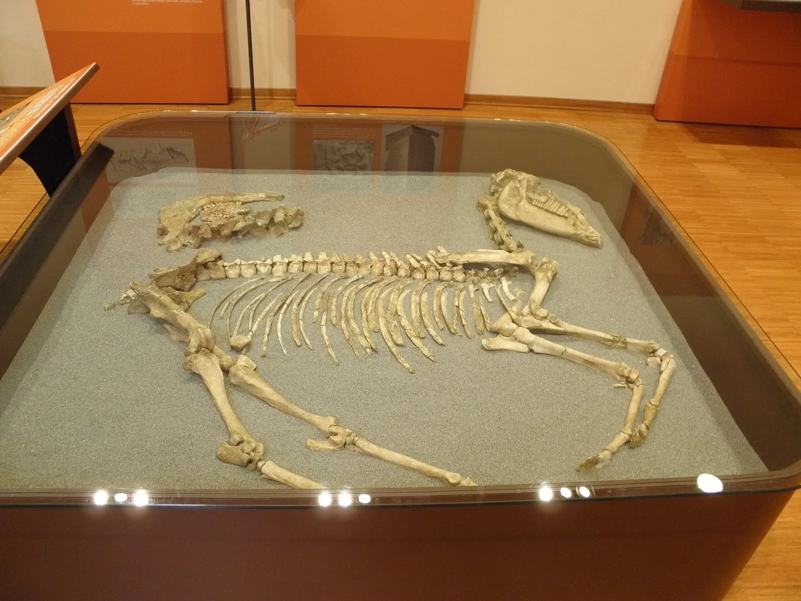 Museo della Centuriazione Romana