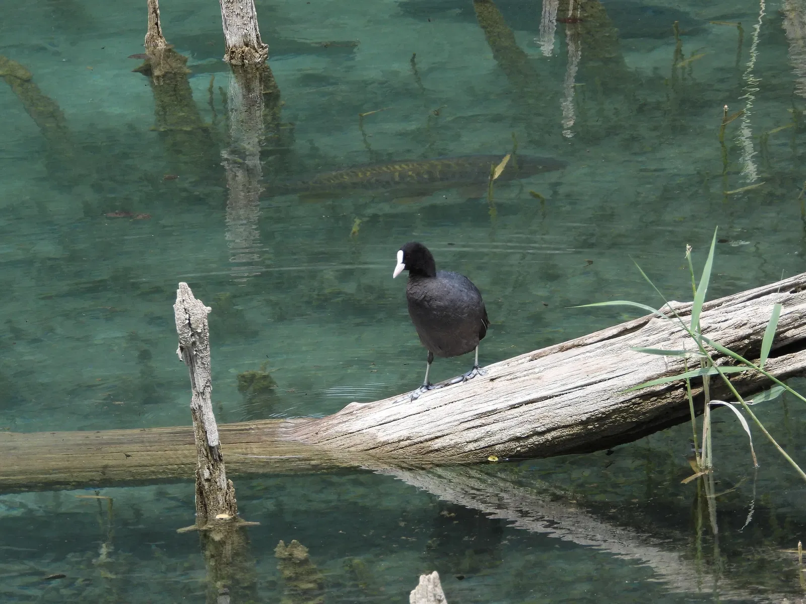 Lake Ledro Pile-Dwelling Museum