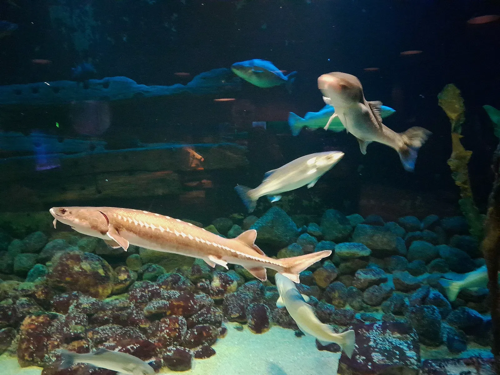 Fisheries and Maritime Museum