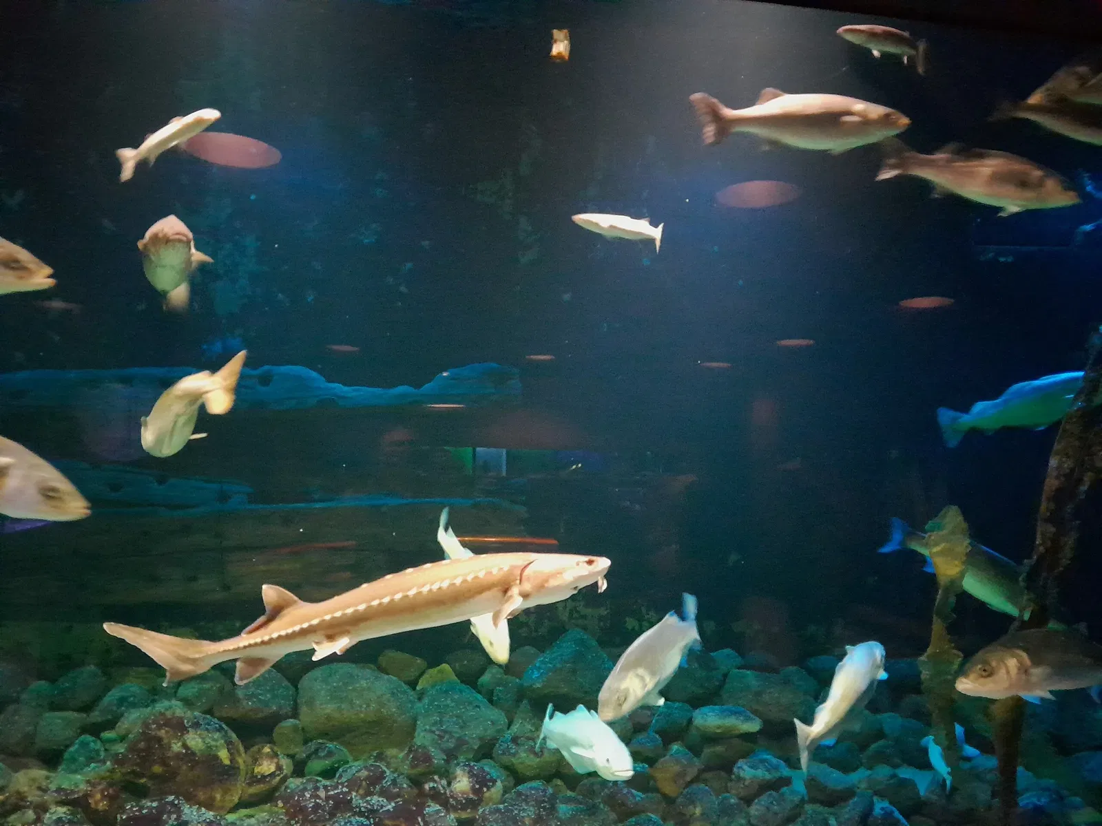 Fisheries and Maritime Museum