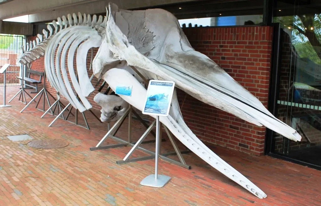 Fisheries and Maritime Museum