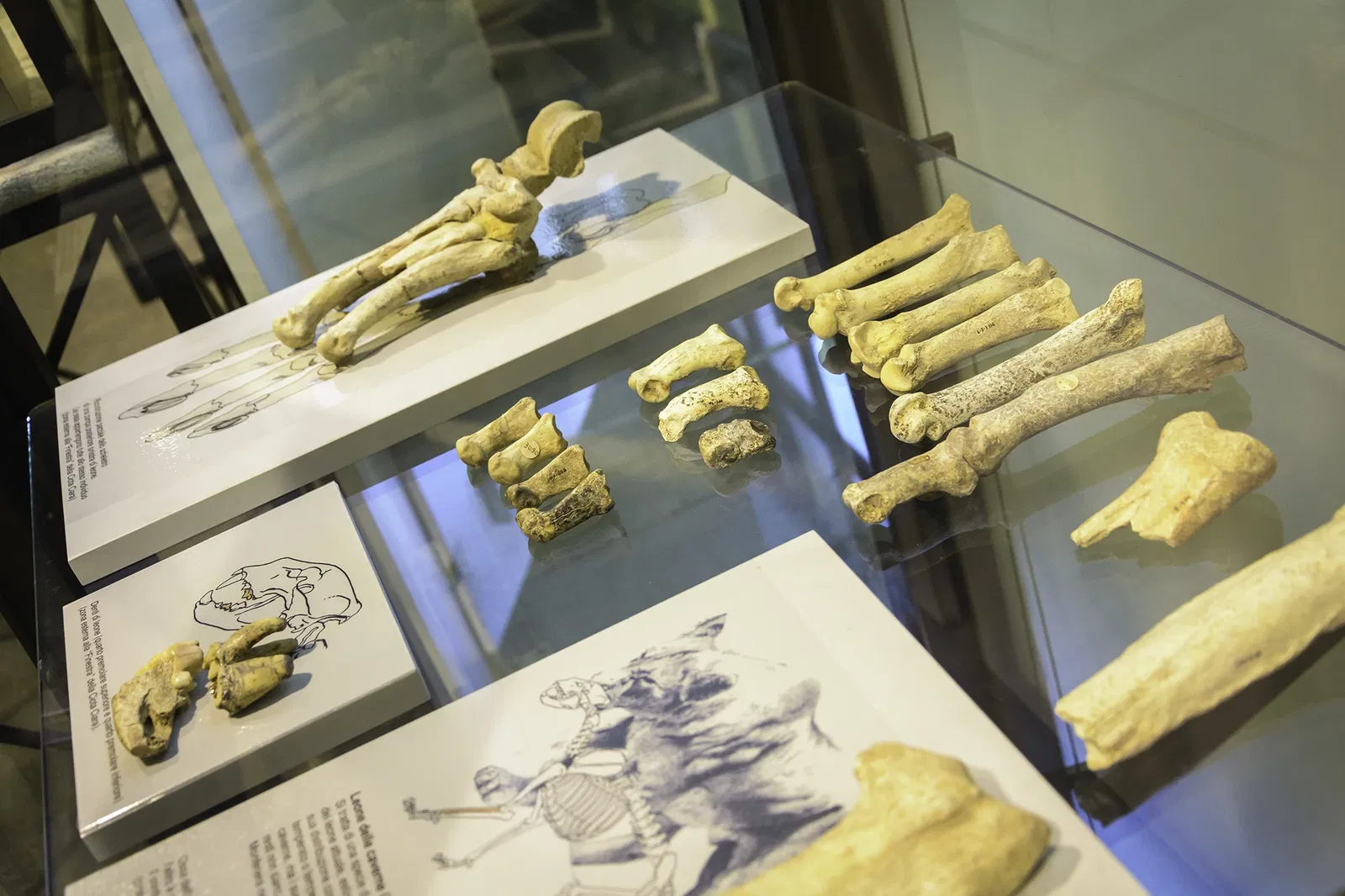 Museo di Archeologia e Paleontologia Carlo Conti