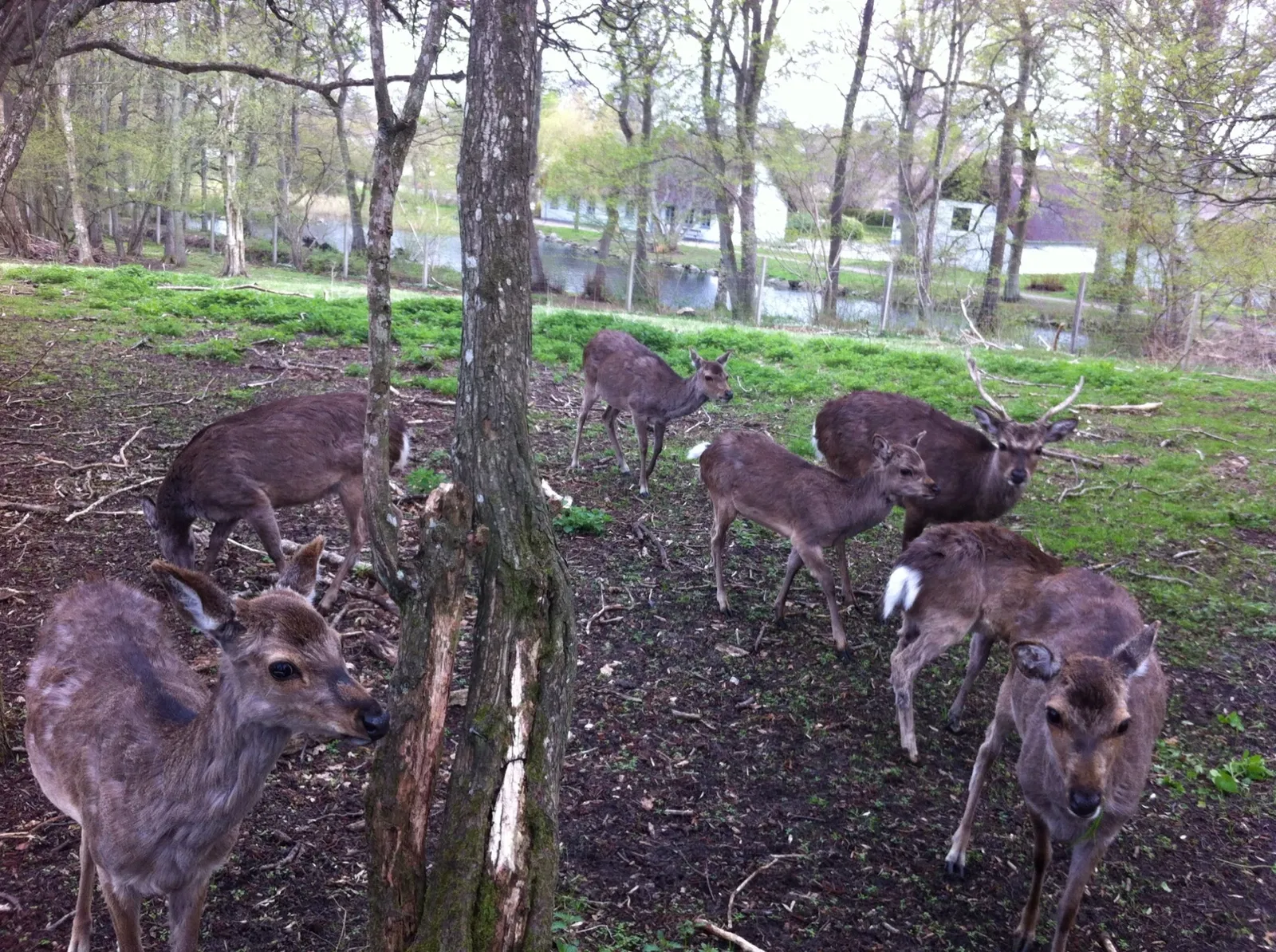 Hadsund Animal Garden