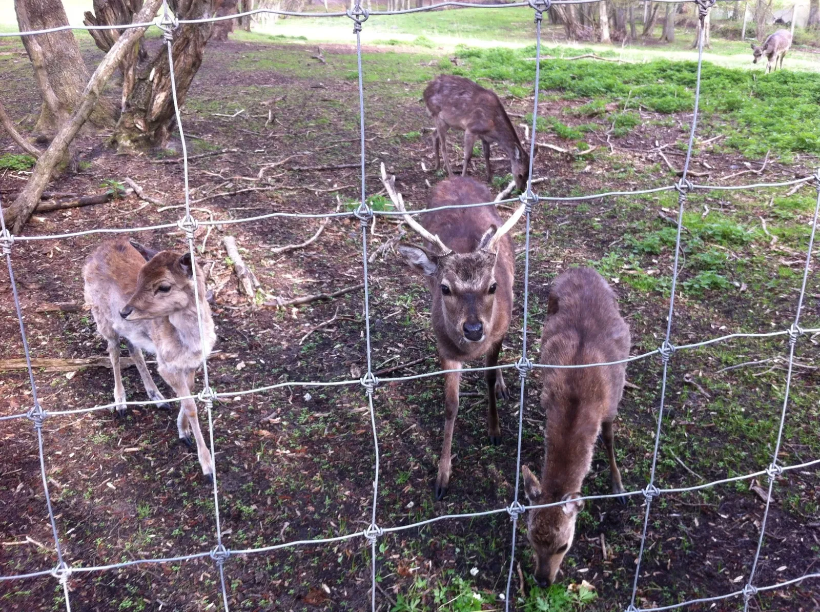 Hadsund Animal Garden
