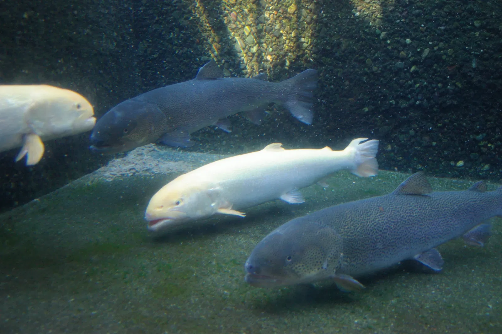 Sapporo Salmon Museum