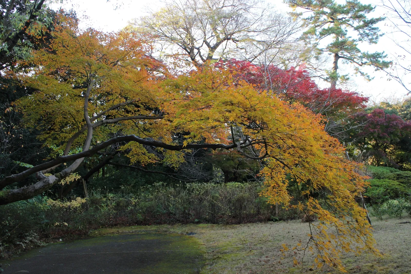 Tokyo Metropolitan Teien Art Museum