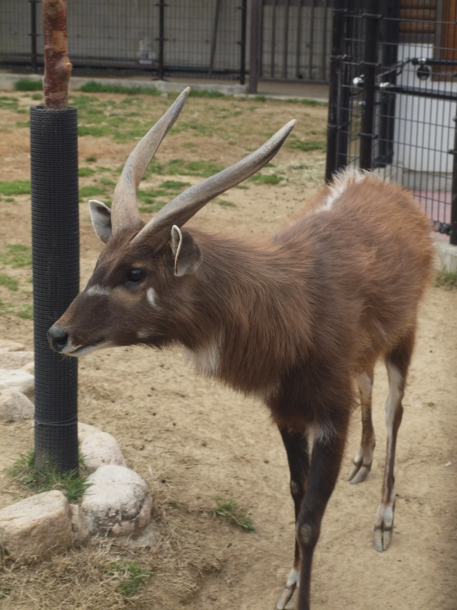 Kobe Oji Zoo