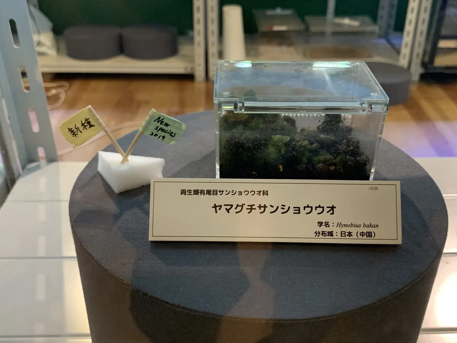 Kitakyushu Museum of Natural History & Human History