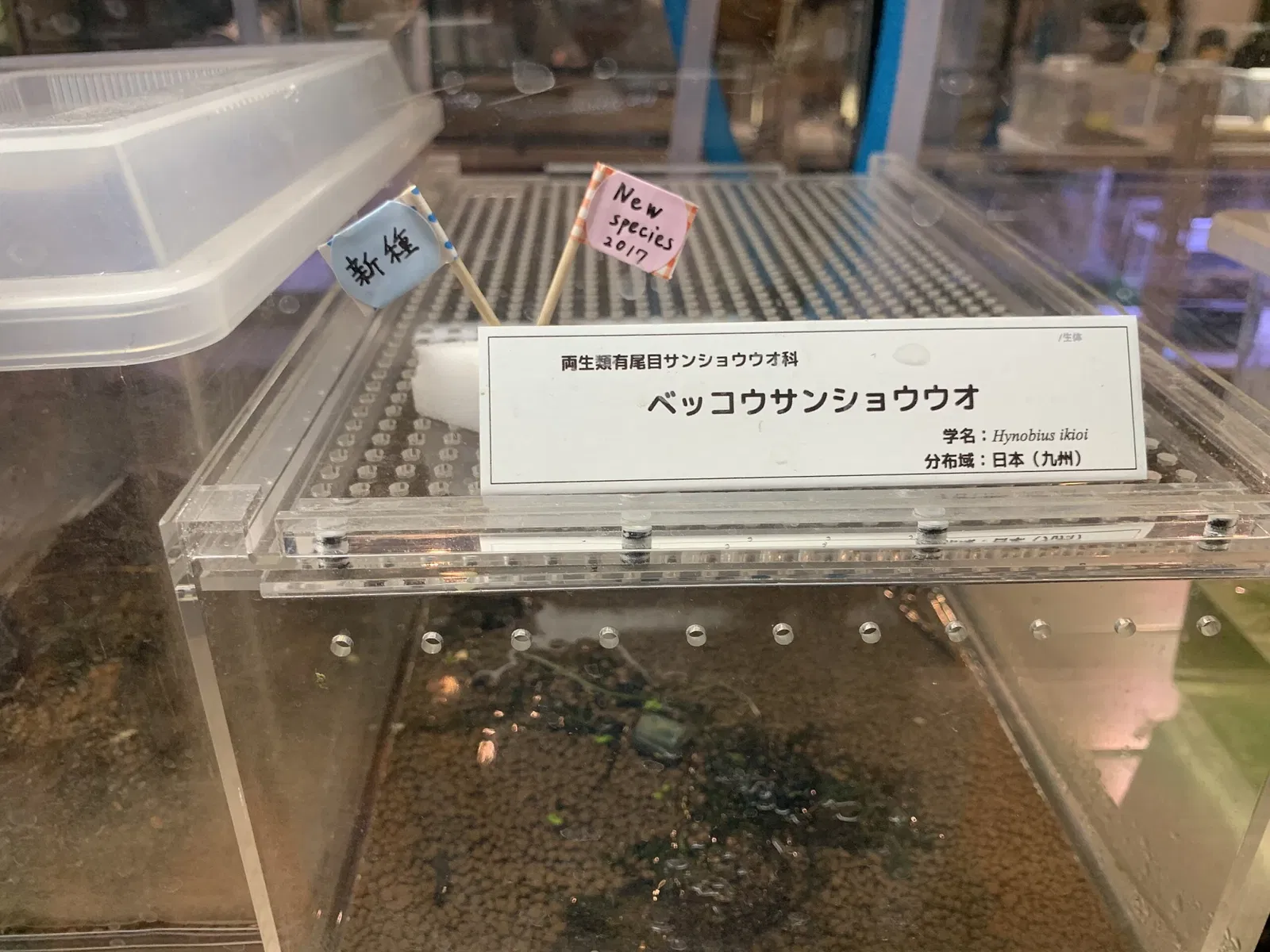 Kitakyushu Museum of Natural History & Human History