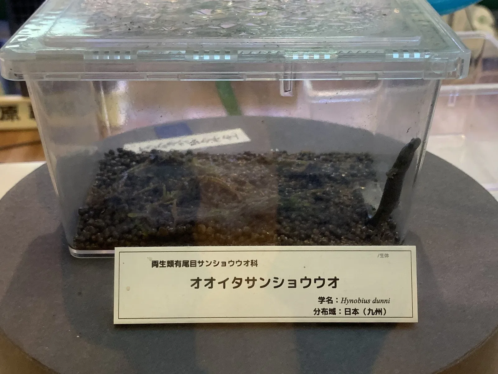 Kitakyushu Museum of Natural History & Human History