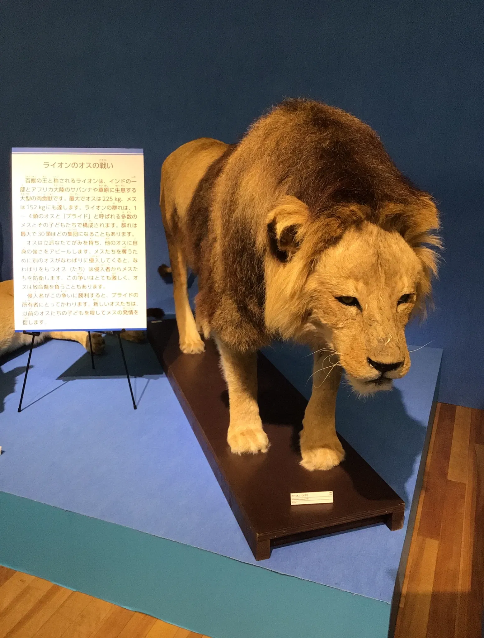 Kitakyushu Museum of Natural History & Human History