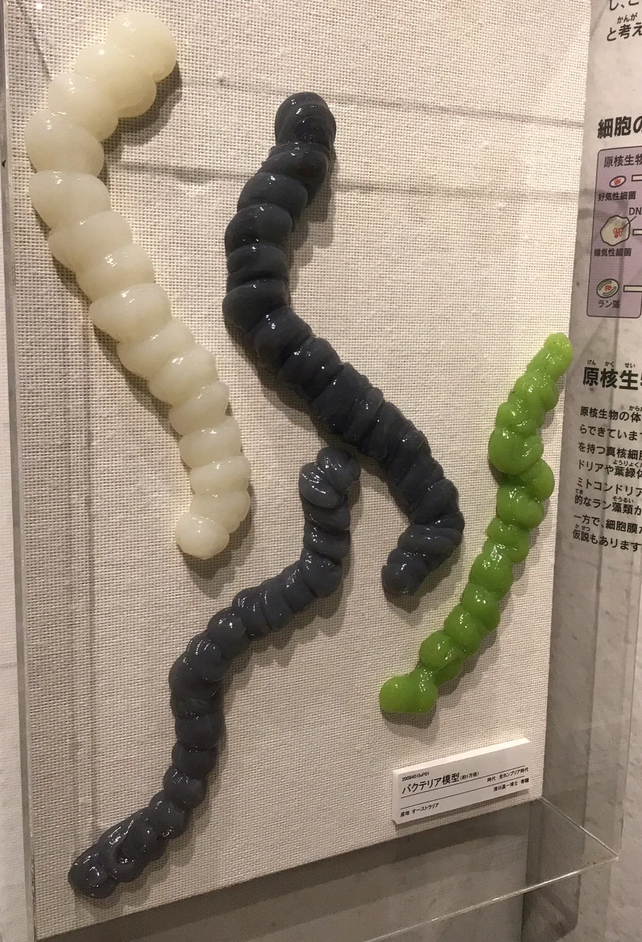 Kitakyushu Museum of Natural History & Human History