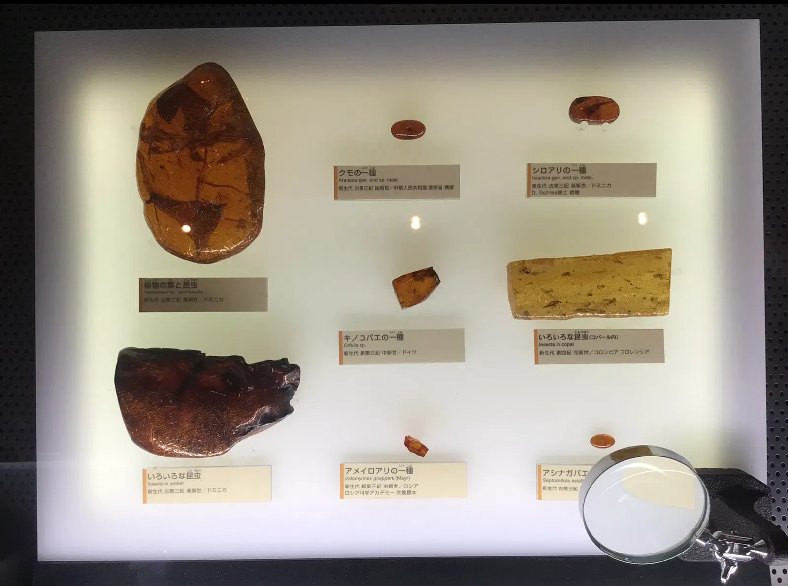 Kitakyushu Museum of Natural History & Human History