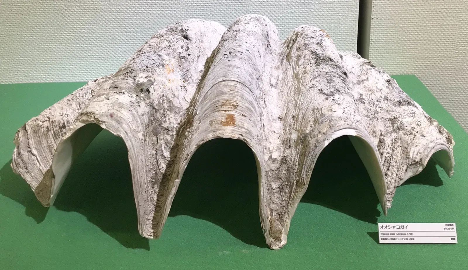 Kitakyushu Museum of Natural History & Human History