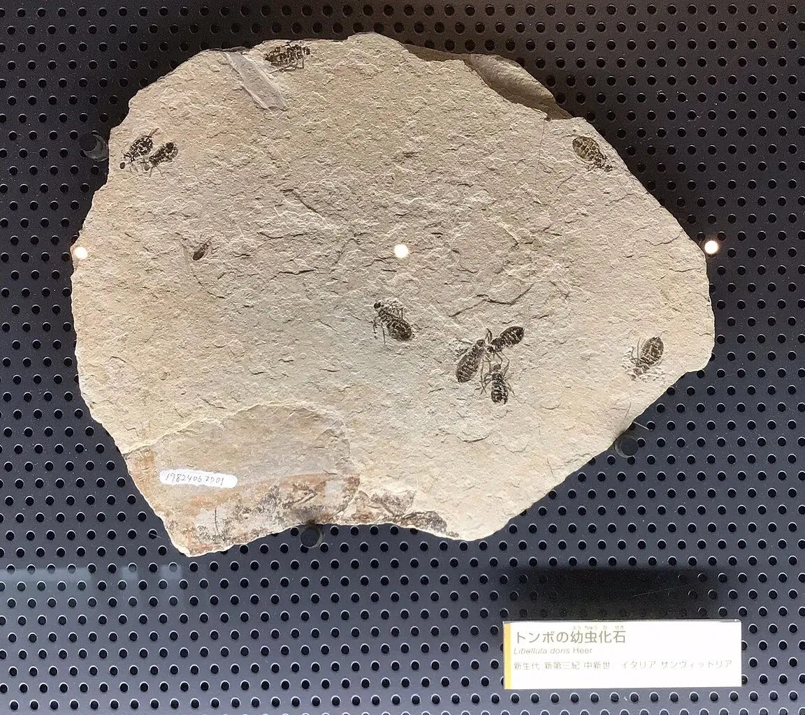 Kitakyushu Museum of Natural History & Human History