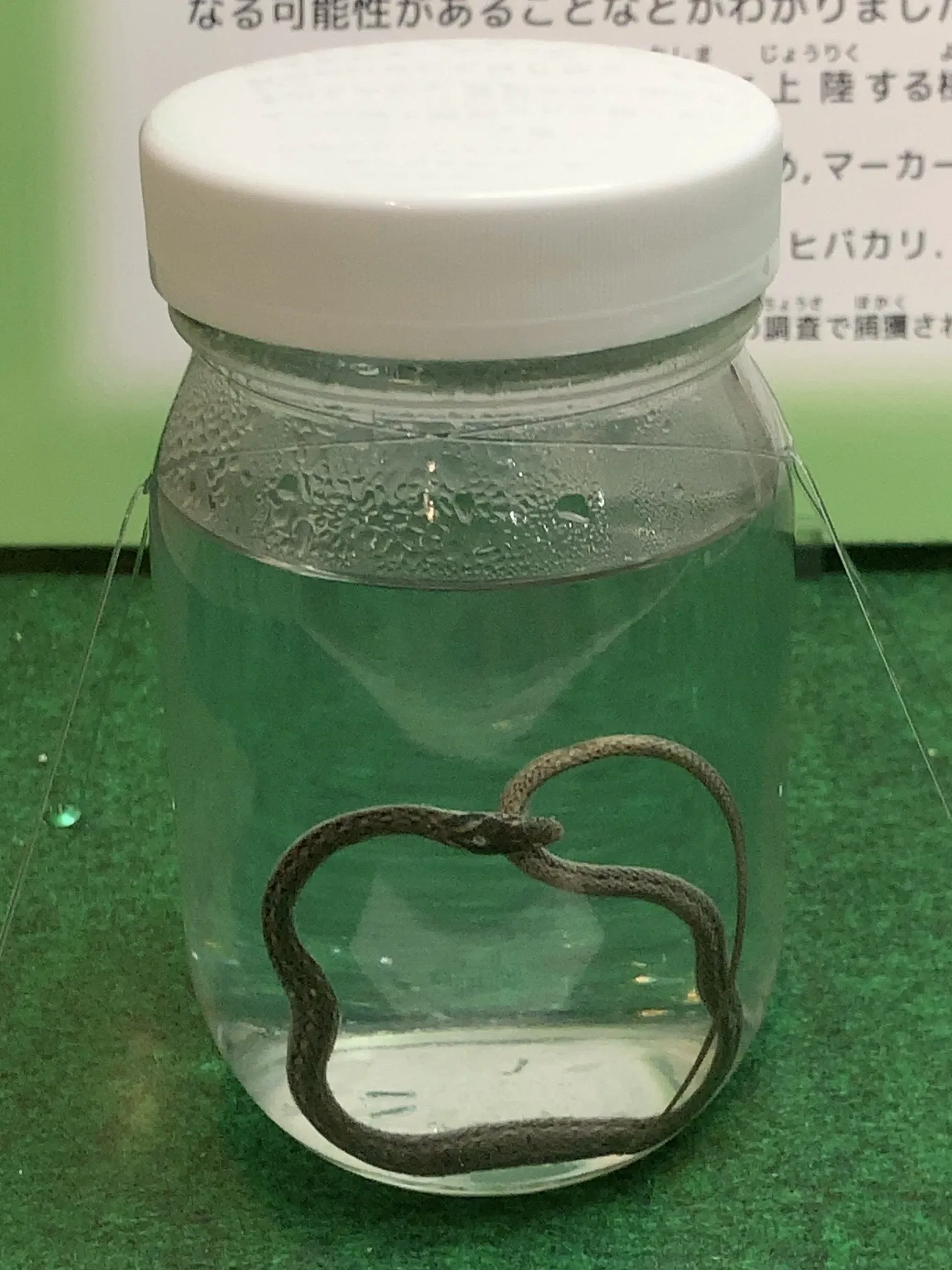 Kitakyushu Museum of Natural History & Human History