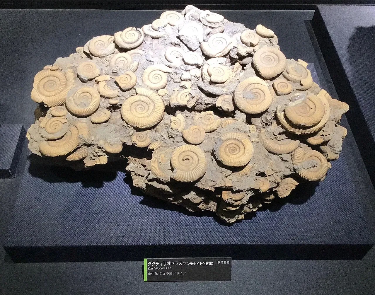 Kitakyushu Museum of Natural History & Human History