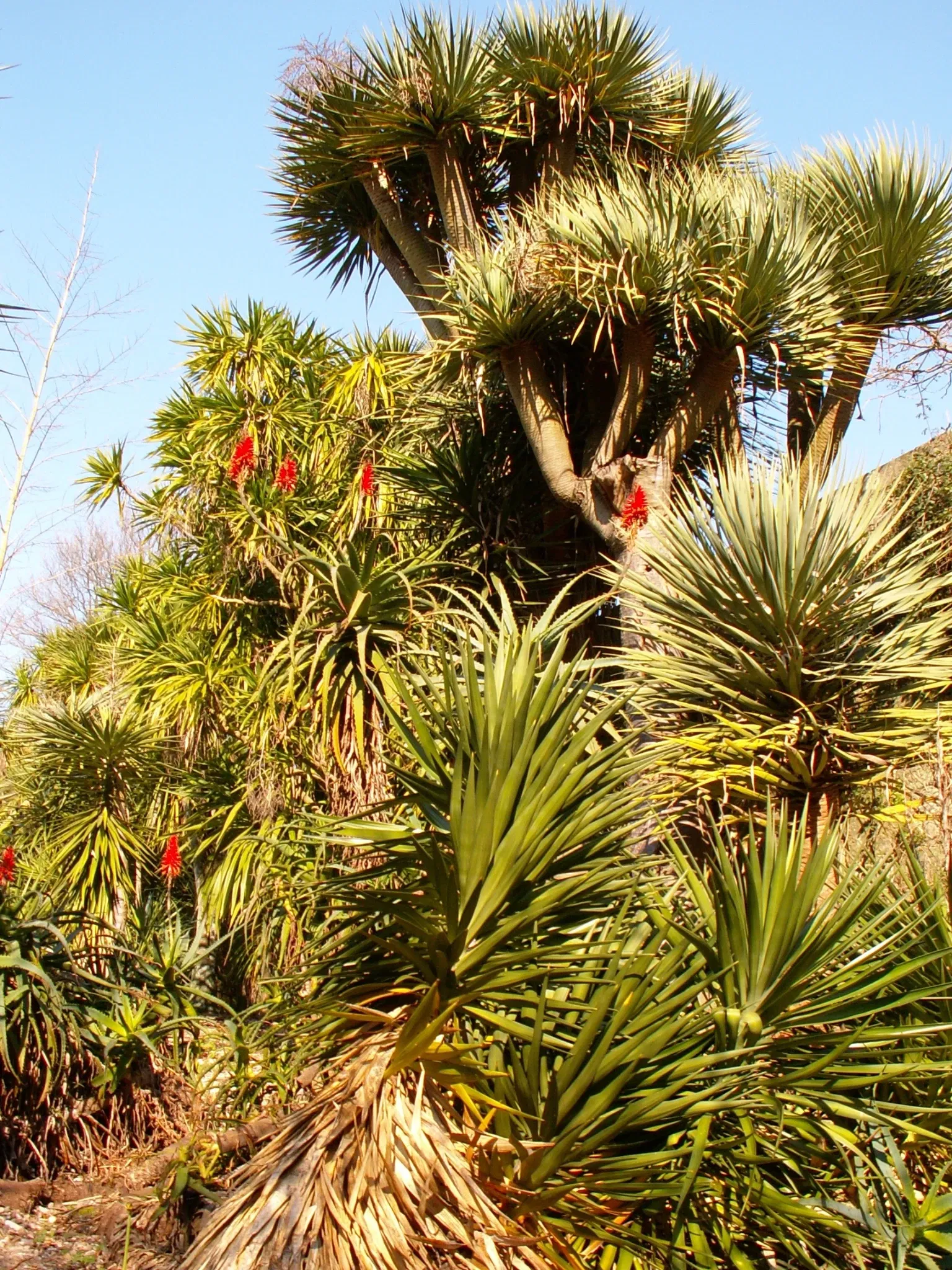 Porto Botanical Garden