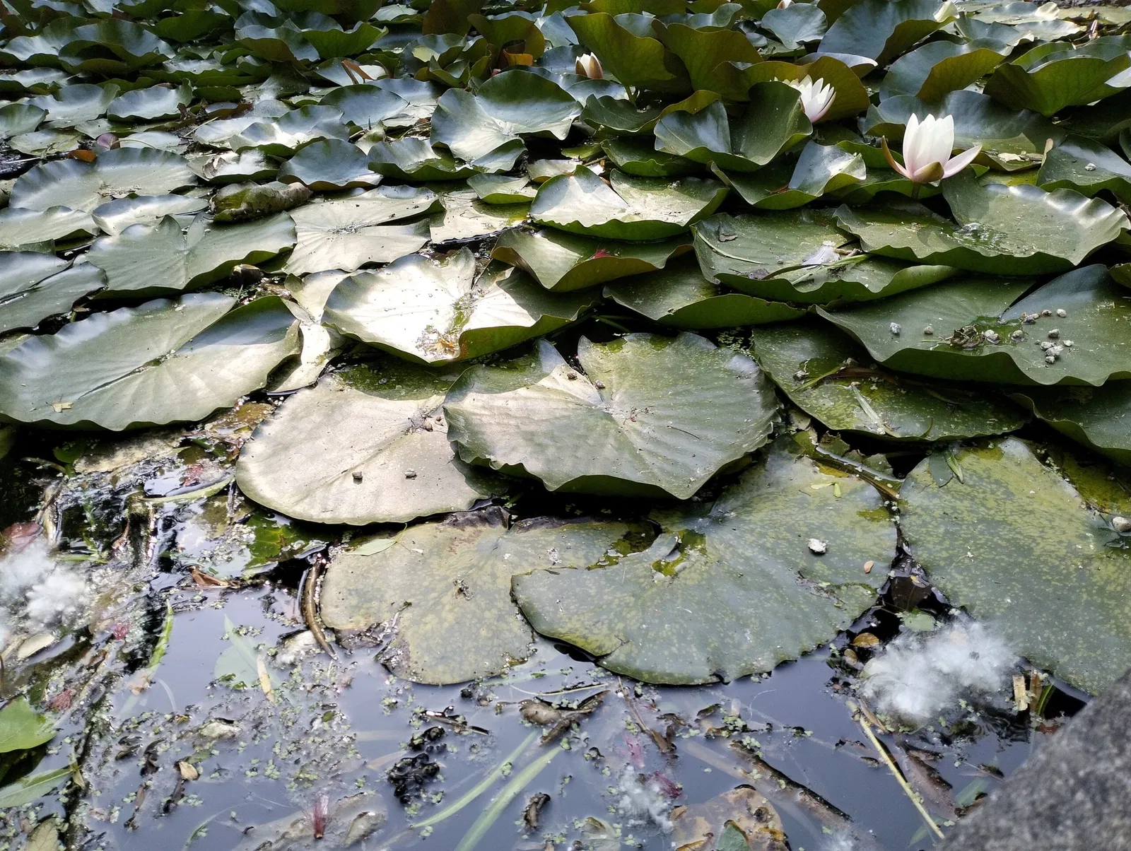 Porto Botanical Garden
