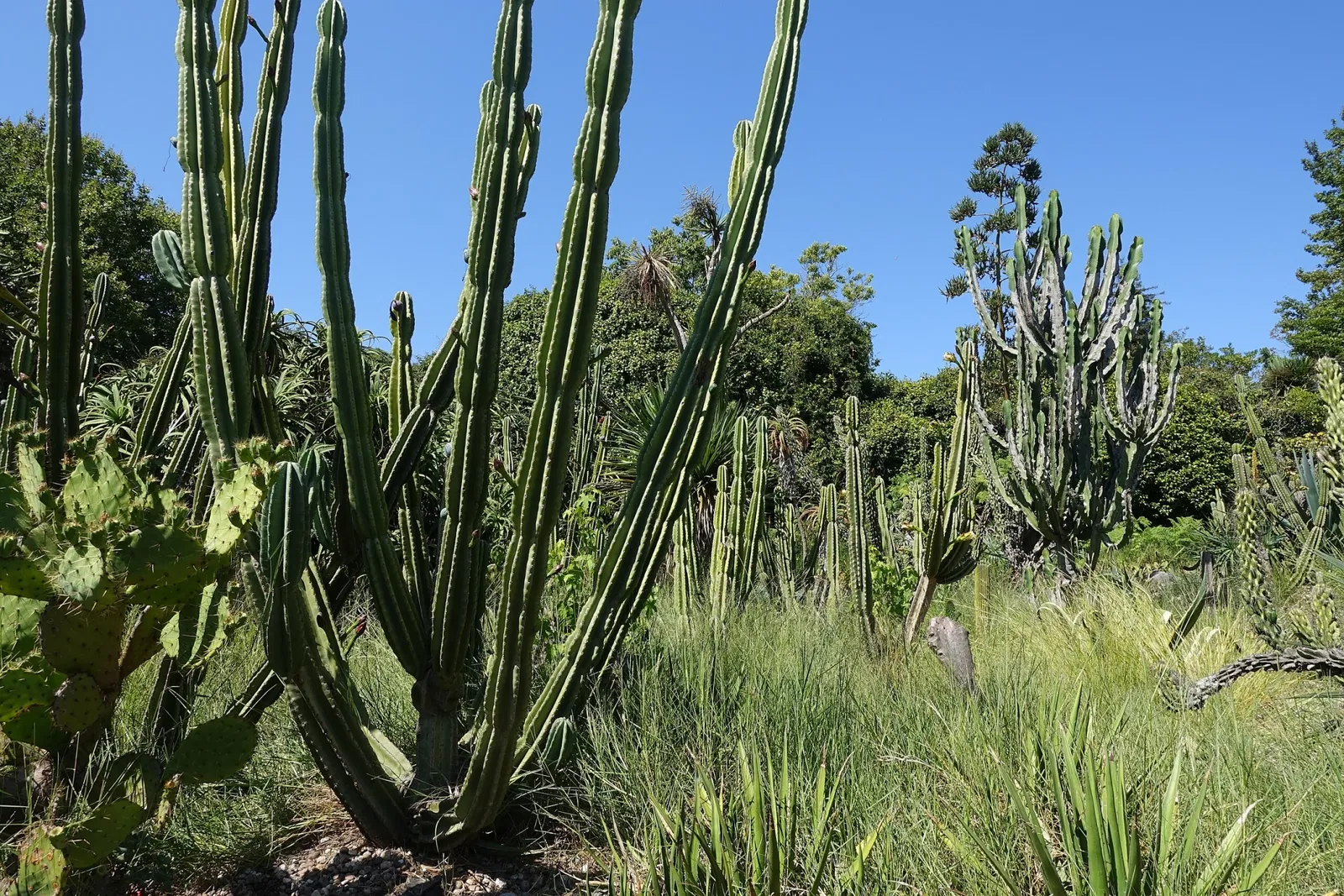 Porto Botanical Garden