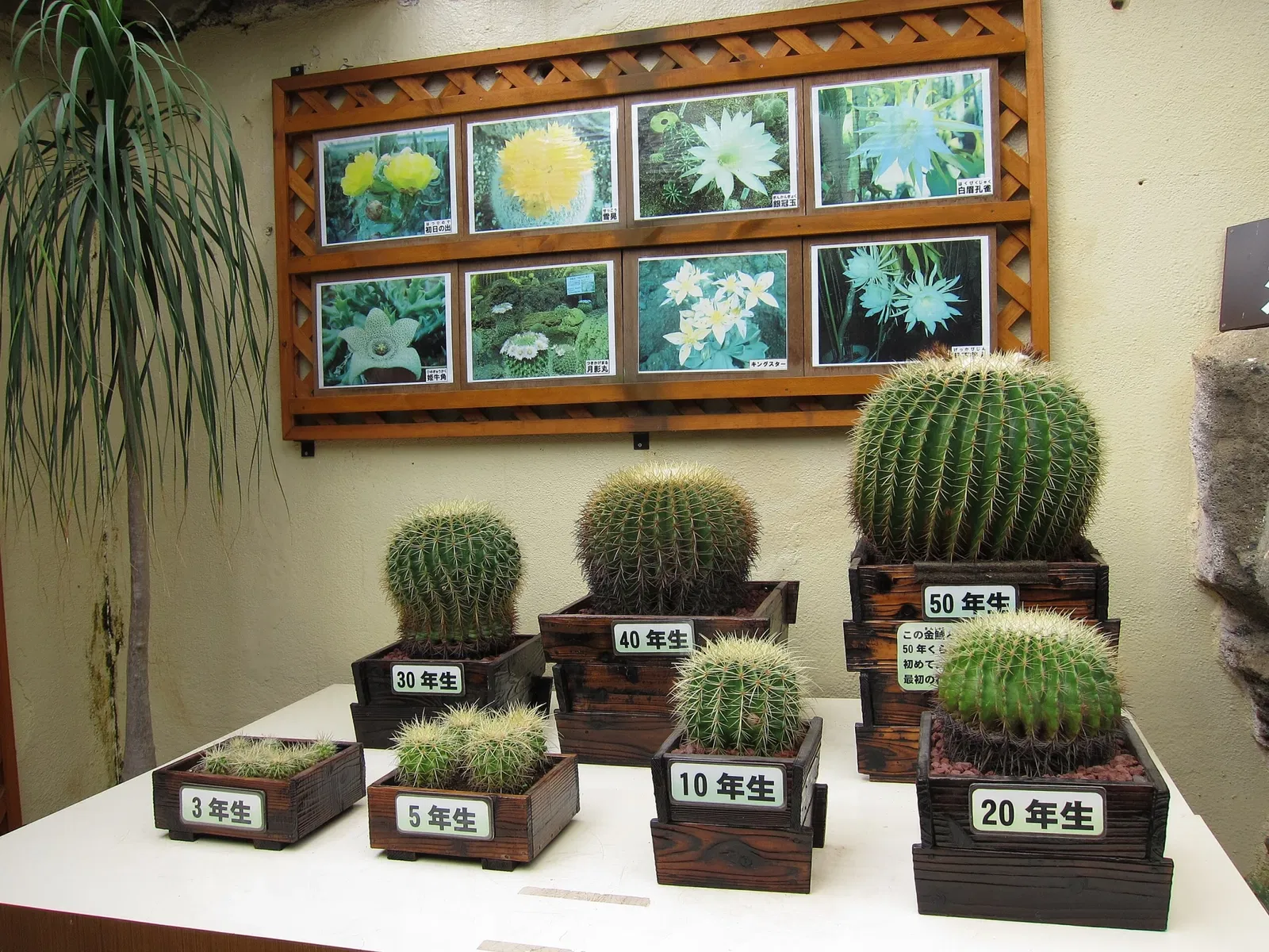 Izu Cactus Park - Izu Shaboten Zoo