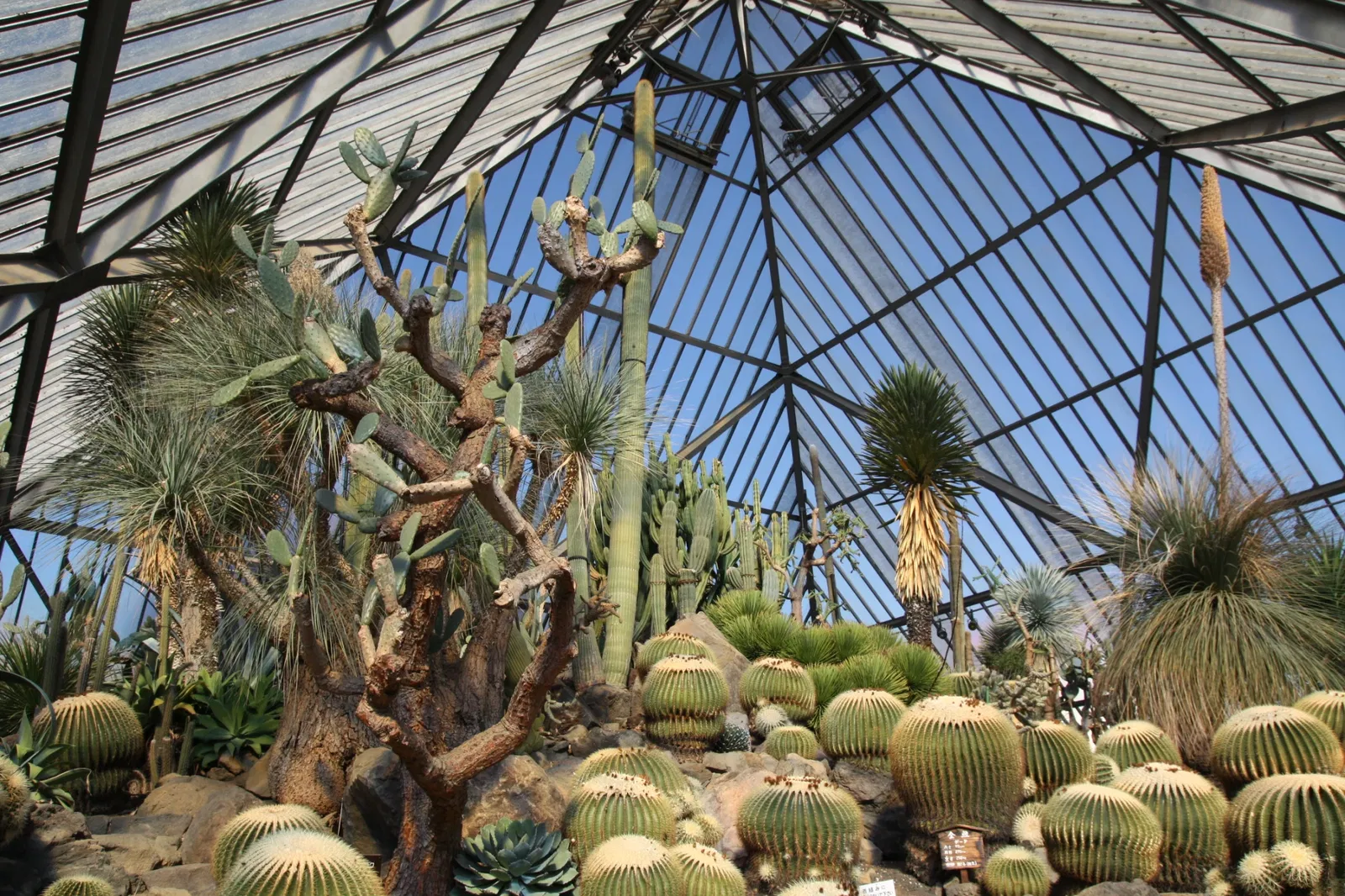 Izu Cactus Park - Izu Shaboten Zoo