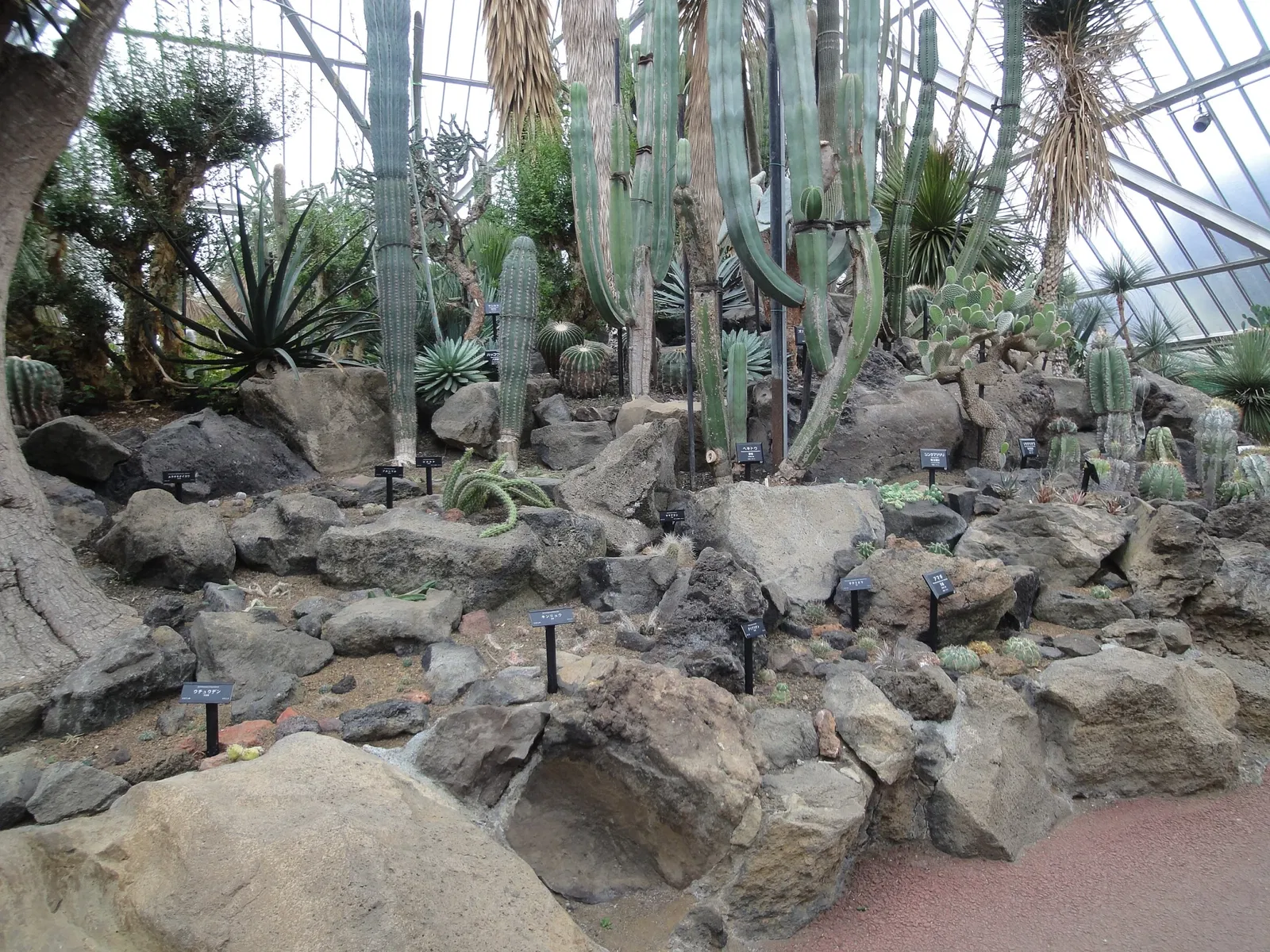 Izu Cactus Park - Izu Shaboten Zoo