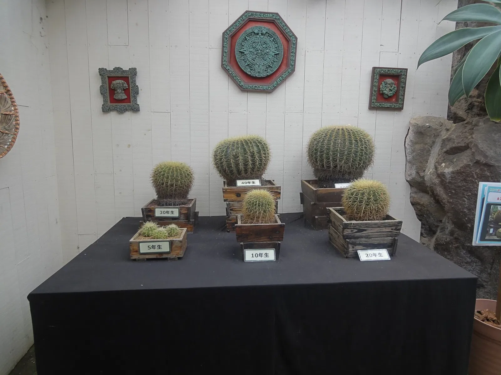 Izu Cactus Park - Izu Shaboten Zoo