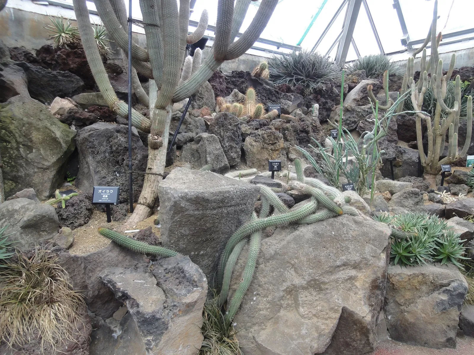 Izu Cactus Park - Izu Shaboten Zoo