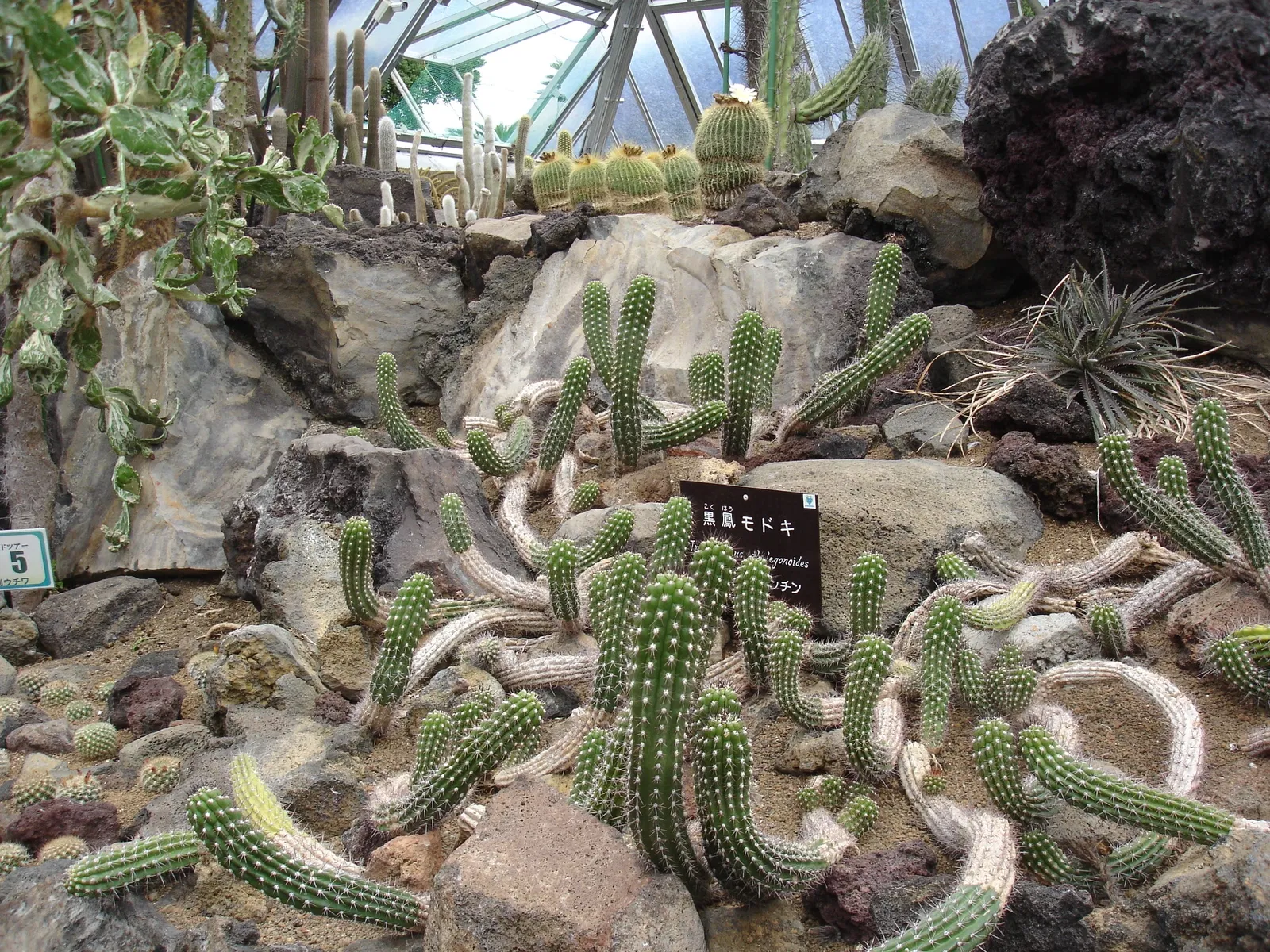 Izu Cactus Park - Izu Shaboten Zoo