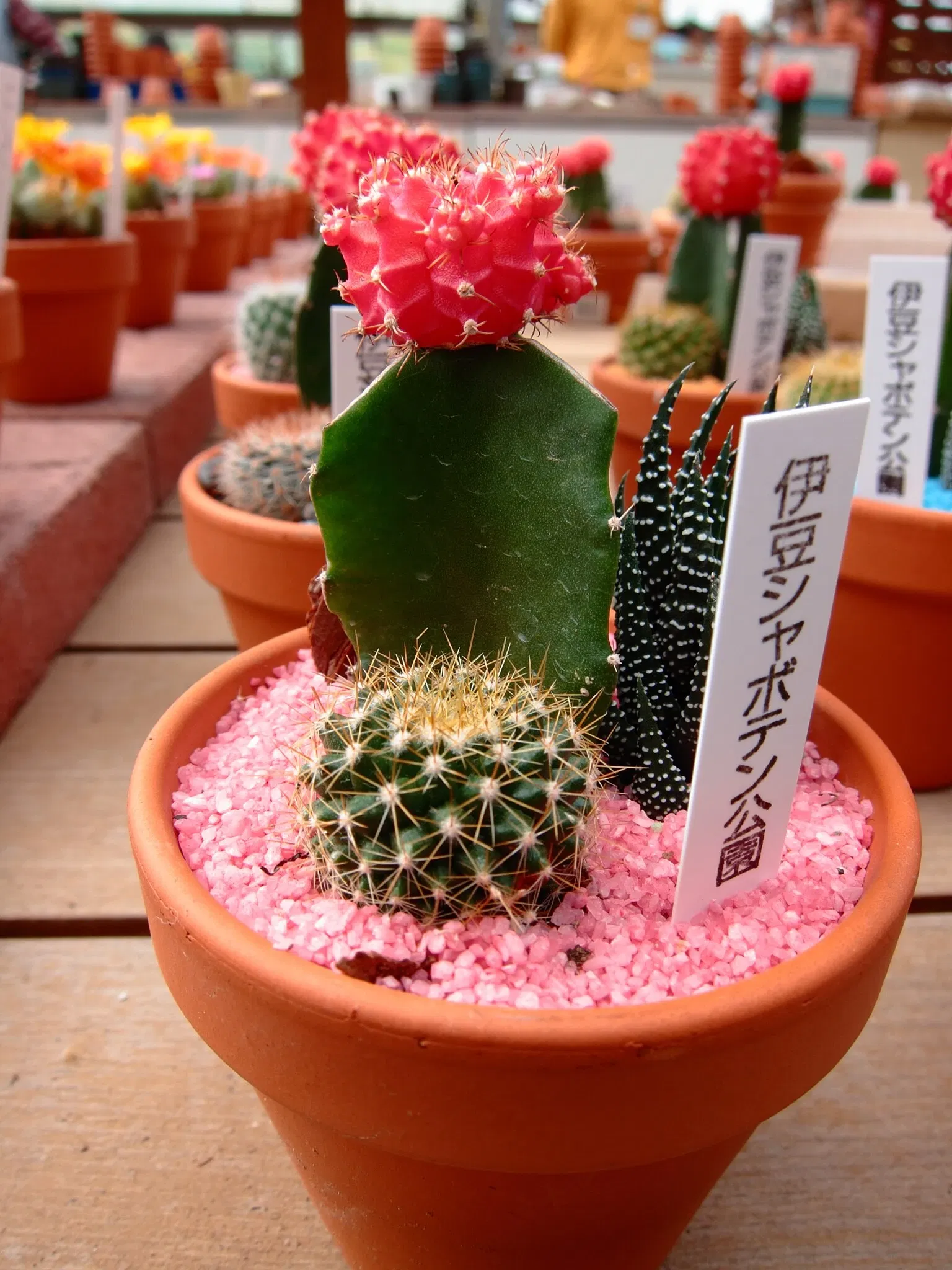 Izu Cactus Park - Izu Shaboten Zoo