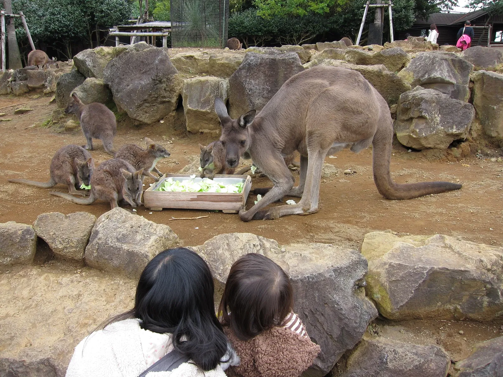 Izu Cactus Park - Izu Shaboten Zoo