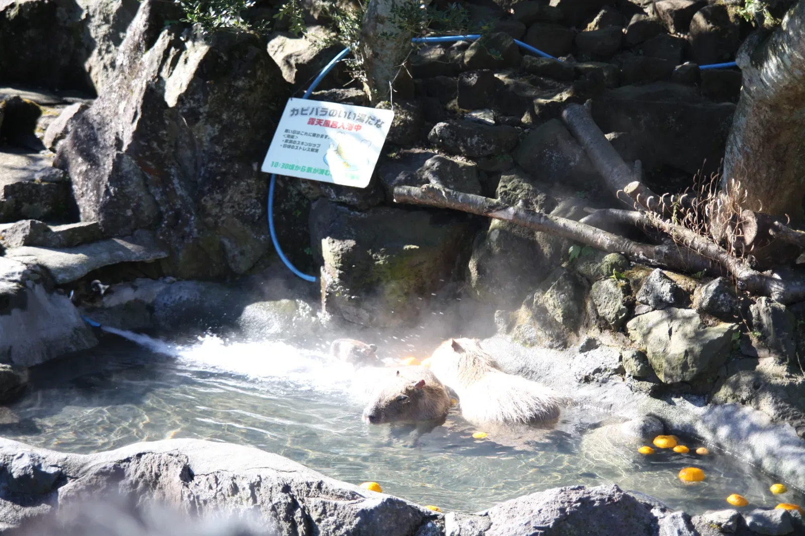 Izu Cactus Park - Izu Shaboten Zoo