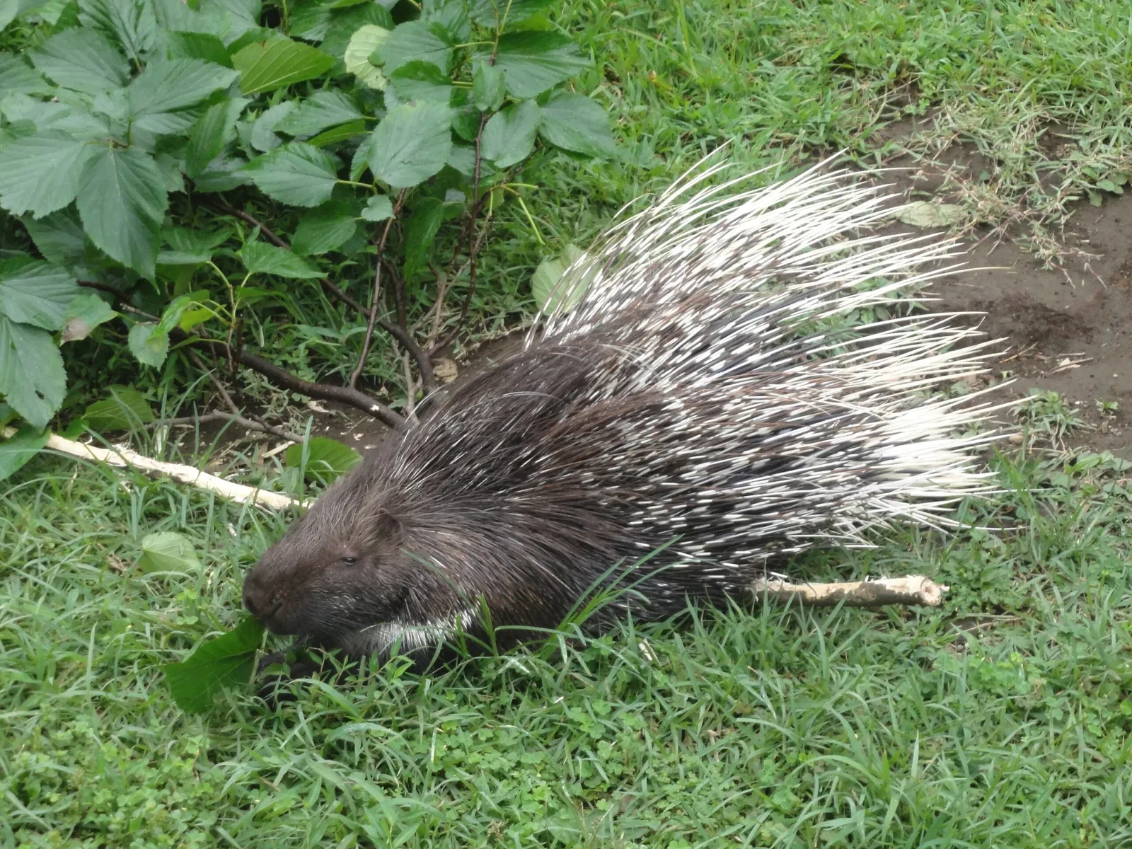 Izu Cactus Park - Izu Shaboten Zoo