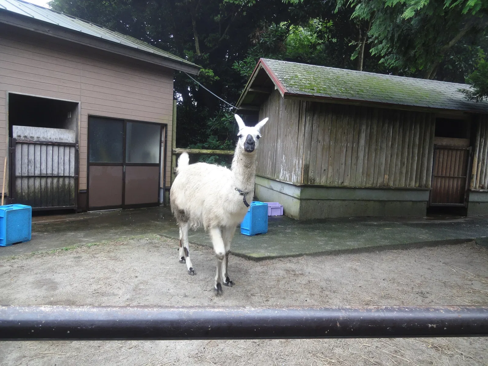 Izu Cactus Park - Izu Shaboten Zoo