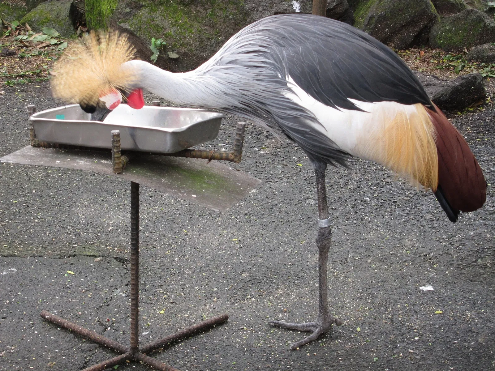 Izu Cactus Park - Izu Shaboten Zoo