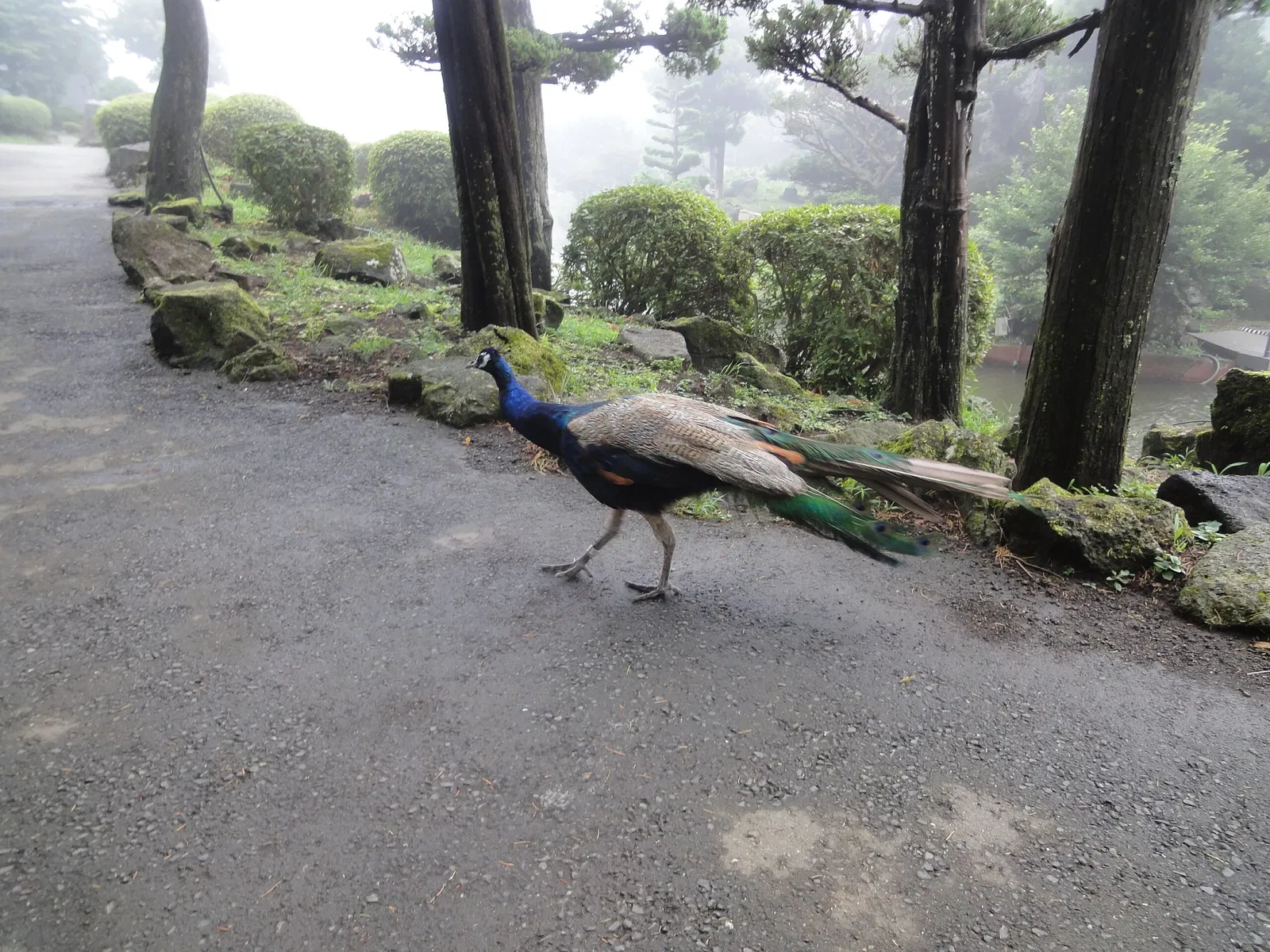 Izu Cactus Park - Izu Shaboten Zoo