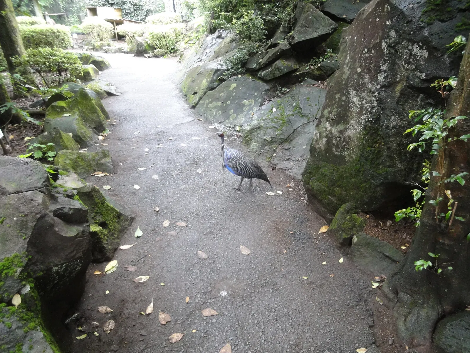 Izu Cactus Park - Izu Shaboten Zoo