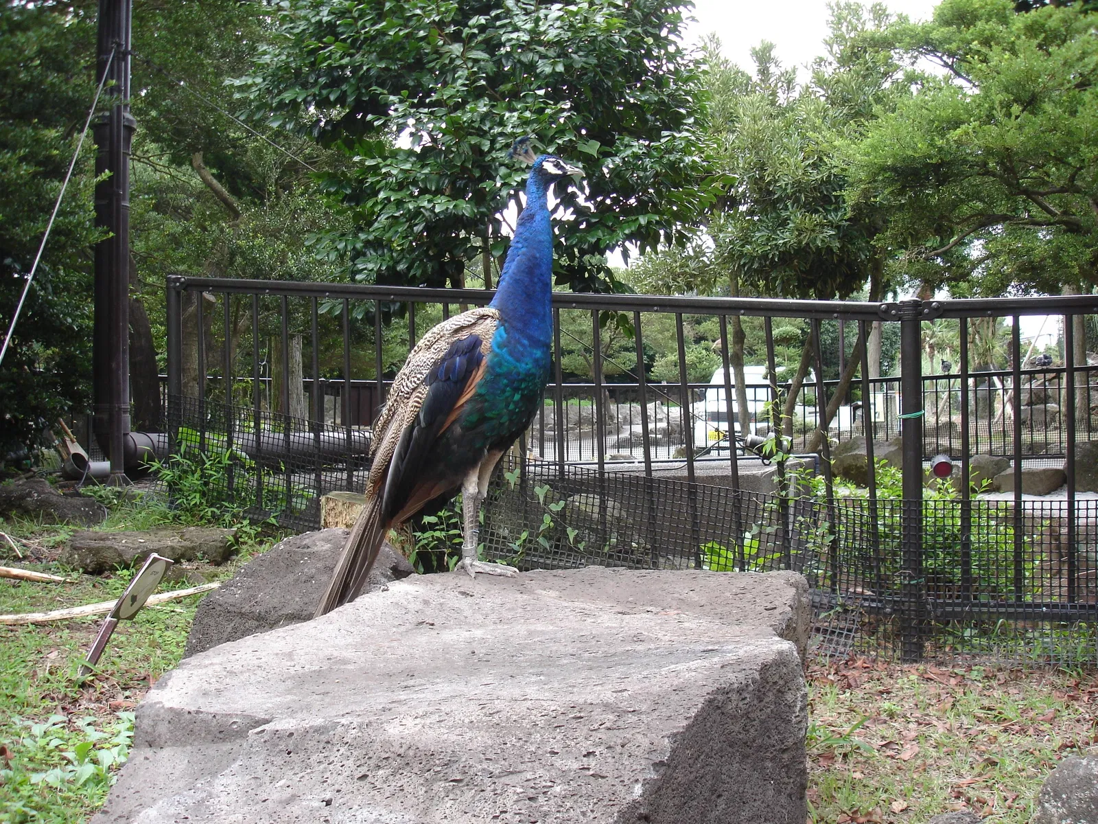 Izu Cactus Park - Izu Shaboten Zoo