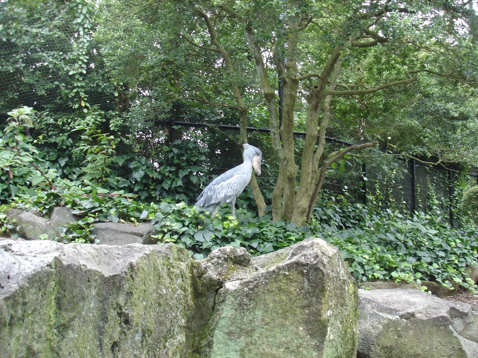 Izu Cactus Park - Izu Shaboten Zoo