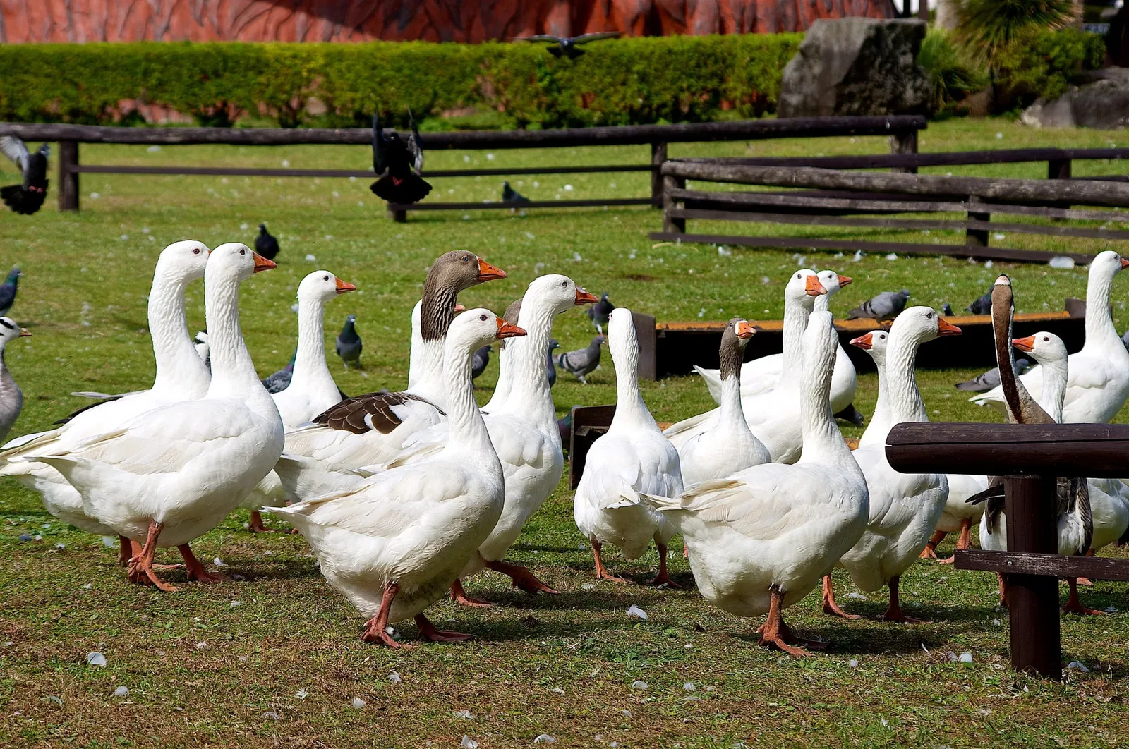 Izu Cactus Park - Izu Shaboten Zoo