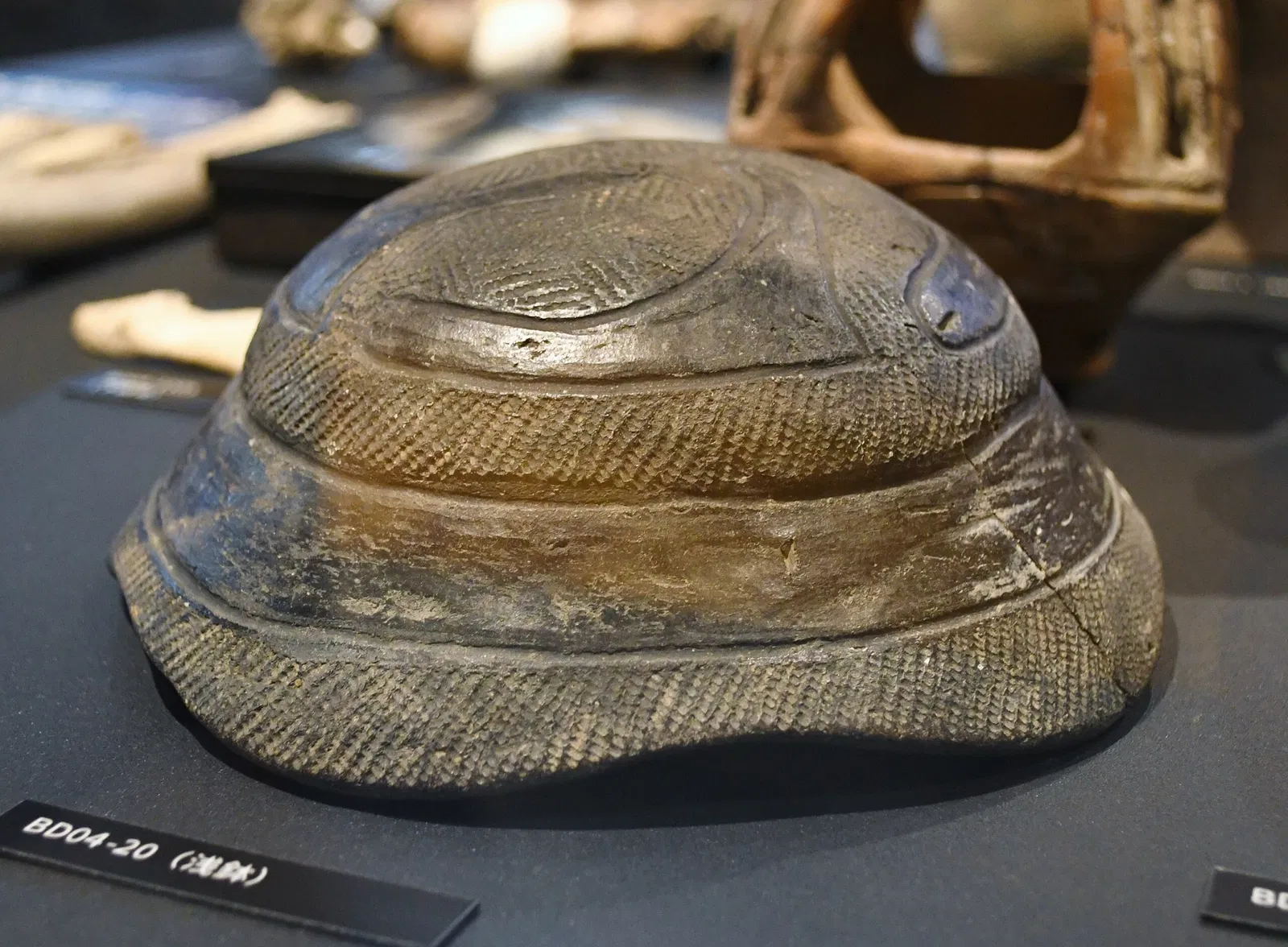 The University Museum, The University of Tokyo